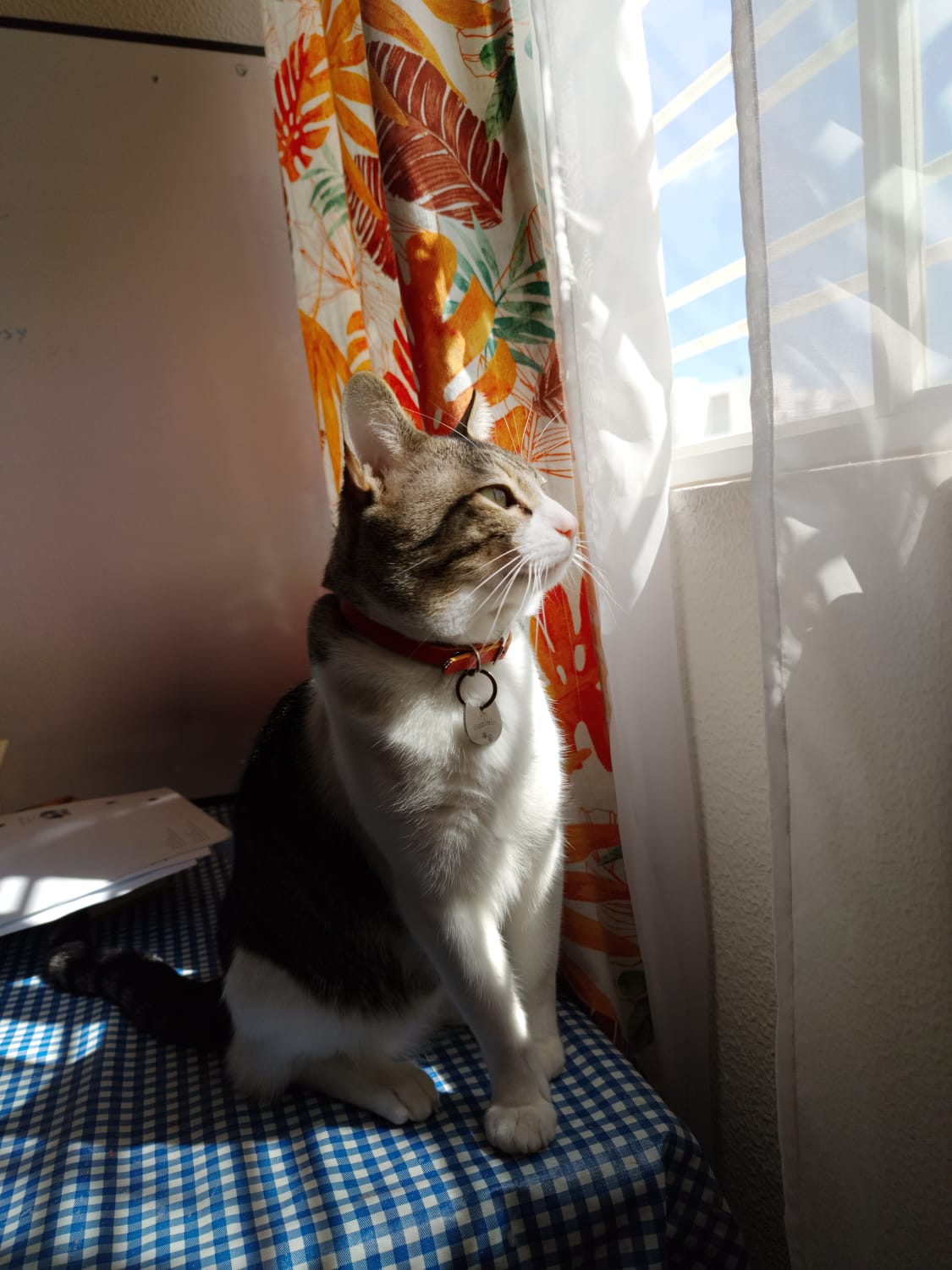 Foto original mascota