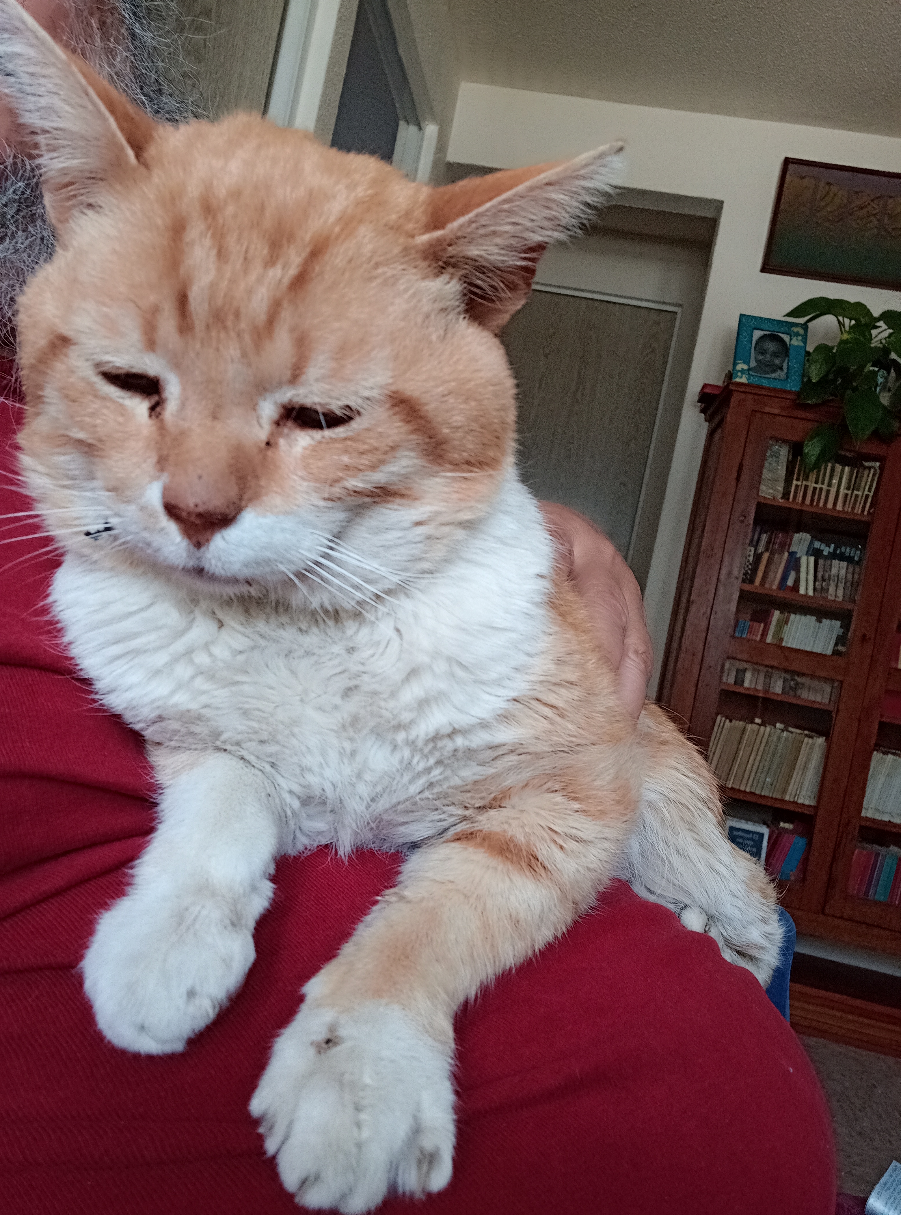 Foto original mascota 2